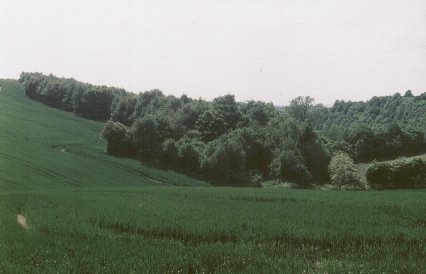 View of northern part of Hail Mary Hill  Wood